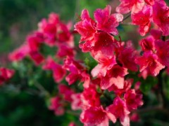 美丽的杜鹃花是尼泊尔的国花吗？一般几月份开呢？