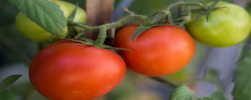 小番茄籽怎么种小盆栽