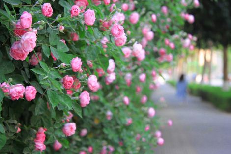 伊朗的国花是什么花？是蔷薇花吗？一般什么时候开花呢？