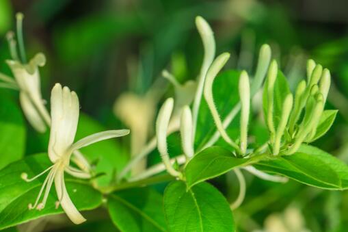 金银花什么时候种植？怎样加工能提高附加值？一文给你答案