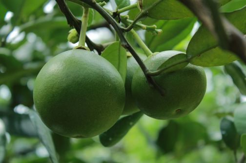 柚子树适合种植在什么地方？栽培技术要点有哪些？
