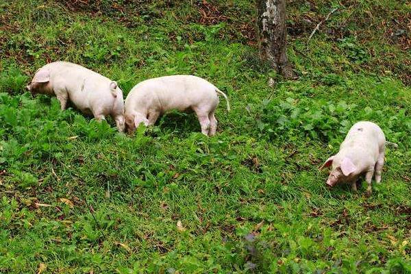 山林放养猪的成本预算，附养殖技术（怎么圈山及冬天注意事项）