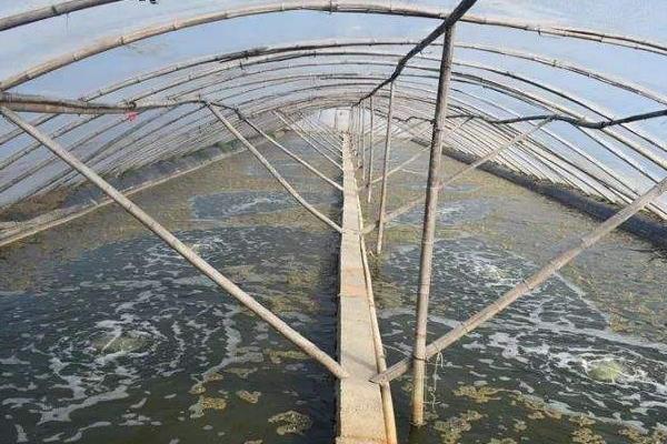 养虾水深多少合适？养虾最佳水深是多少？虾的生长环境和分类！