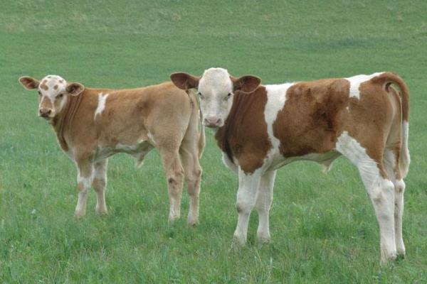 新生牛犊最佳吃奶时间？呛着了咳嗽怎么办？新生牛犊护理注意事项！