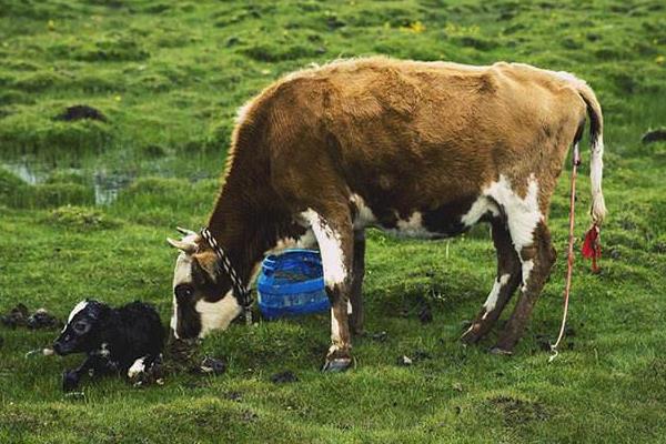 新生牛犊最佳吃奶时间？呛着了咳嗽怎么办？新生牛犊护理注意事项！