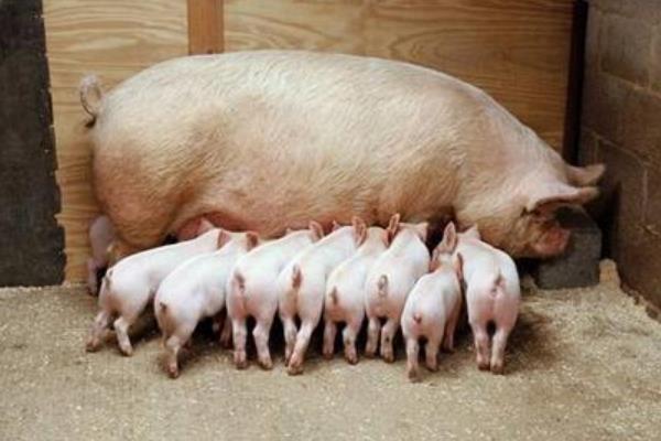 母猪圈怎么设计最合理？母猪定位栏尺寸是多少？母猪圈舍怎么建设？