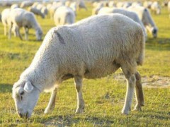 育肥羊的利润与成本！养殖50只羊的成本多少钱一年？利润有多少？