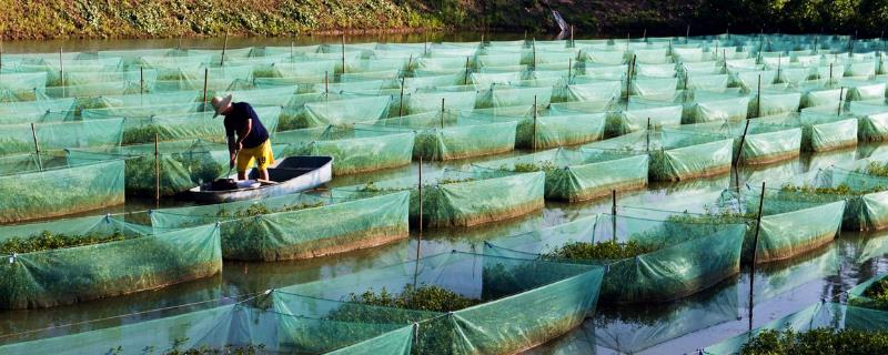 现在黄鳝养殖的最大问题是什么？黄鳝养殖前景与利润分析
