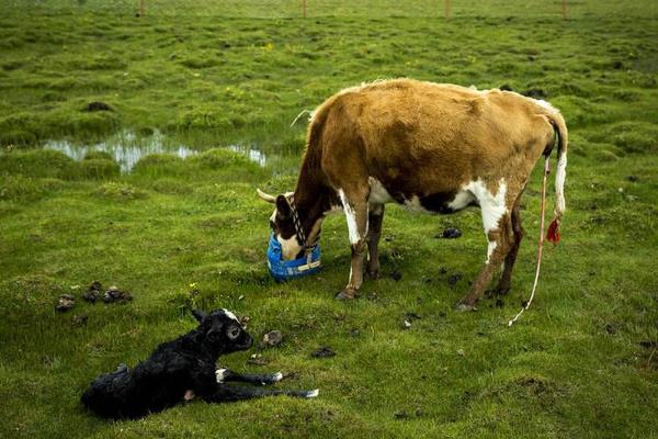 新生牛犊最佳吃奶时间？呛着了咳嗽怎么办？新生牛犊护理注意事项！