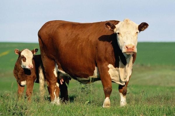 养牛的真实利润计算，风险到底有多大？