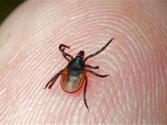 发现蜱虫怎么拔出来?如何鉴别被蜱虫咬了?如何消灭蜱虫?