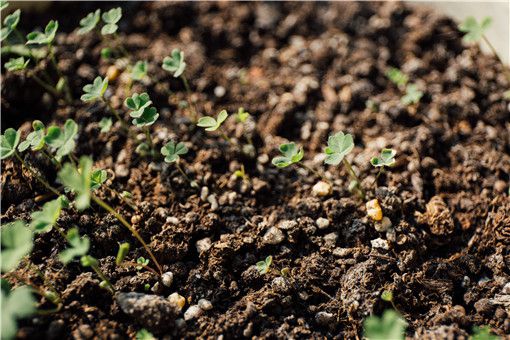 有机肥是什么肥料？有机肥使用方法是什么？怎么施有机肥？