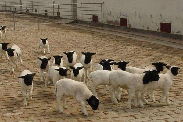 养羊的利润与成本和有什么风险