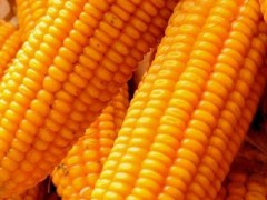 玉米加工成什么利润高?可以加工成什么产品?