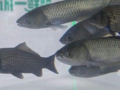 养鱼挣钱吗?养鱼赚钱还是养泥鳅赚钱?