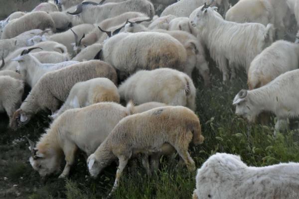 养羊100只投资多少（一年），赚多少钱？