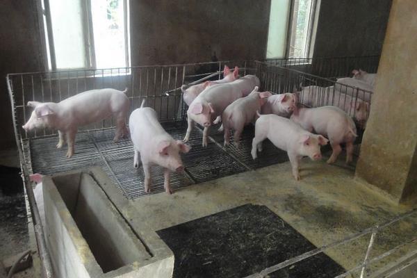适合农村养猪方法！怎么喂猪长的快？熟料稀/生料湿/干料干等喂法！