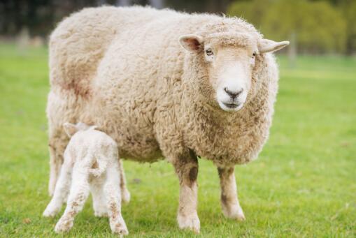 绵羊养殖成本和利润如何？绵羊养殖场怎么建？绵羊养殖要注意哪些？