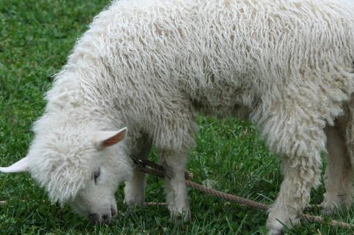 绵羊养殖成本和利润如何？绵羊养殖场怎么建？绵羊养殖要注意哪些？