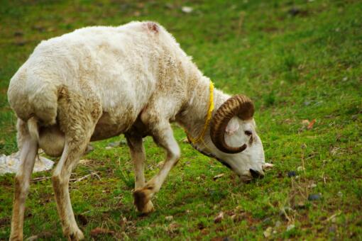 山羊养殖前景如何？山羊怎么育肥？山羊大概多久能出栏？