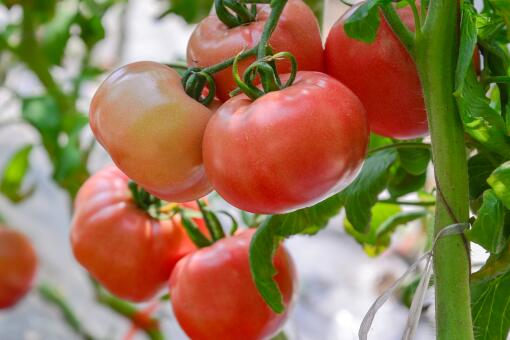 怎么鉴别催熟西红柿？催熟西红柿吃了有哪些危害？