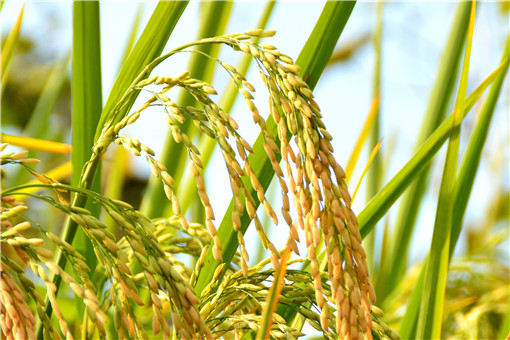 大米未来行情走势如何？近期大米价格多少钱一斤？保质期多久？