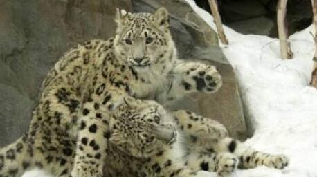 祁连山境内拍到4只雪豹同时漫步！雪豹是国家几级保护动物？