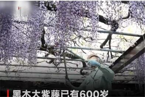 600岁巨型紫藤花被全部剪掉！为什么全部被剪掉？剪掉的背后真相！