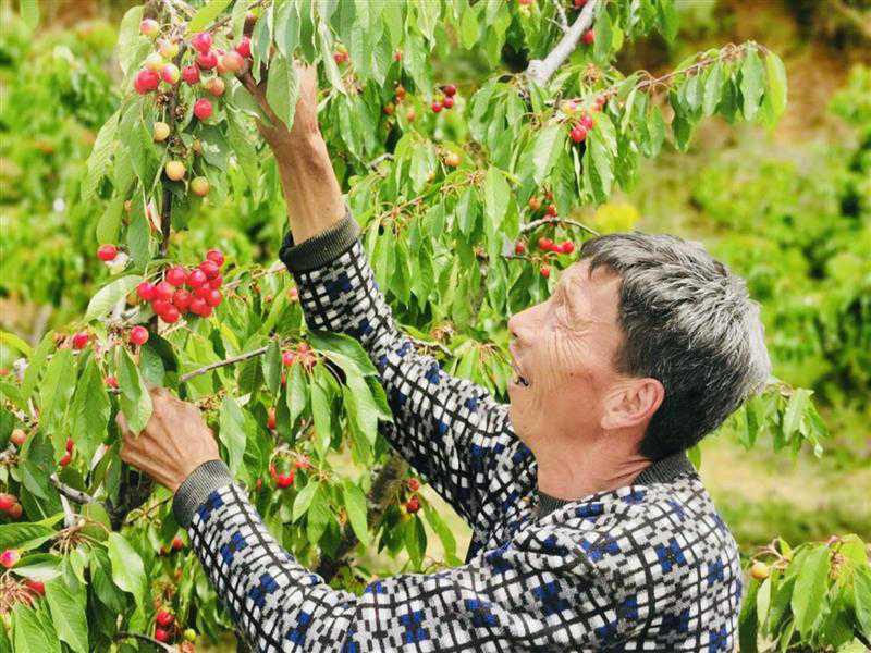 新安县把特色樱桃农特产品等推销出去，做好樱桃节“云端发布”模式