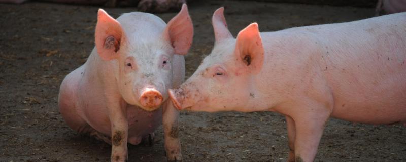 如何降低养猪成本？养猪一般多久卖一次？养猪多久出栏才不亏本？