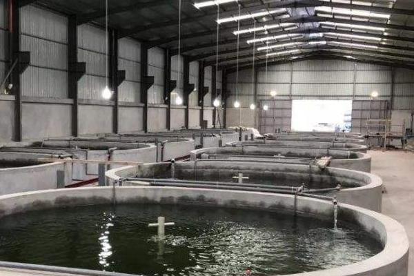 小型工厂化循环水养鱼成本,循环水养鱼系统介绍,池塘循环水养鱼技术