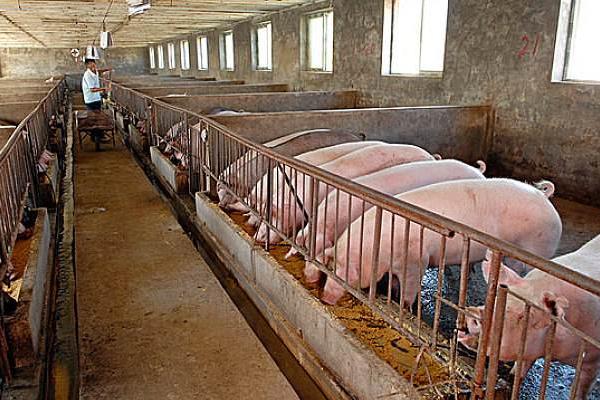 如何降低养猪成本？养猪一般多久卖一次？养猪多久出栏才不亏本？