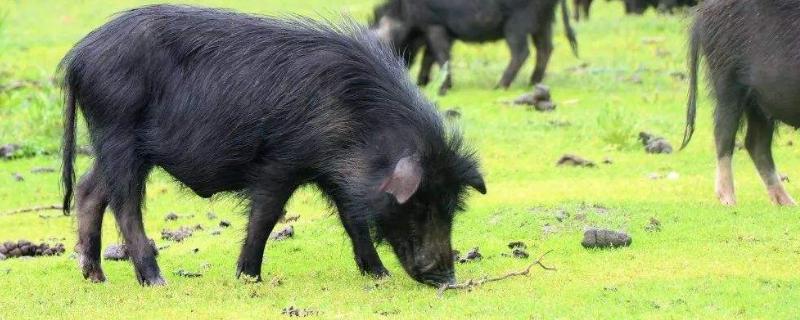 藏香猪养殖利润高,为什么没人养?藏香猪的特点!