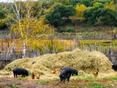 2020年农村个体散户养猪有补贴吗？要求是什么？有什么政策补贴吗？