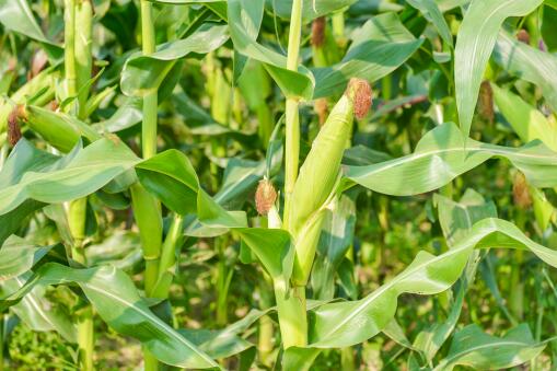 玉米大豆可以间种吗？玉米大豆什么时候播种？带状复合种植技术！