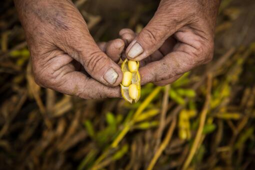玉米大豆可以间种吗？玉米大豆什么时候播种？带状复合种植技术！