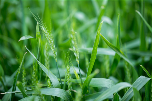 小麦灌浆期如何管理？小麦灌浆期如何浇水？如何施肥？病虫害防治！