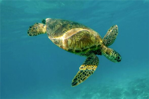 近2000万小海龟孵化奔向大海！海龟怎么孵化的？海龟分布在哪些地区？