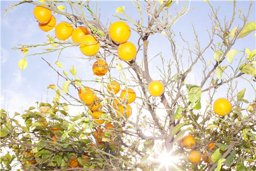 保果时应注意什么问题？5月柑橘保果方法有哪些？