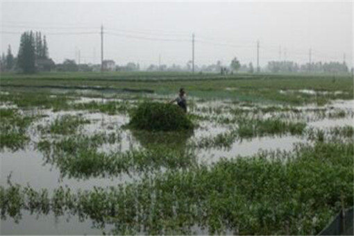 梅雨期长江中下游或出现较重汛情！怎么回事？会影响到哪些地区？