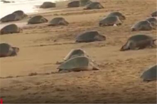 近2000万小海龟孵化奔向大海！海龟怎么孵化的？海龟分布在哪些地区？