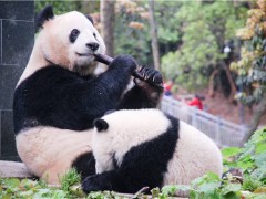 吃不到新鲜竹子旅加大熊猫将提前归国！为什么吃不到？附详情原因！