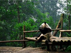 熊猫的生活习性是什么？熊猫吃不到鲜竹归国怎么回事？