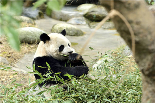 吃不到新鲜竹子旅加大熊猫将提前归国！为什么吃不到？附详情原因！