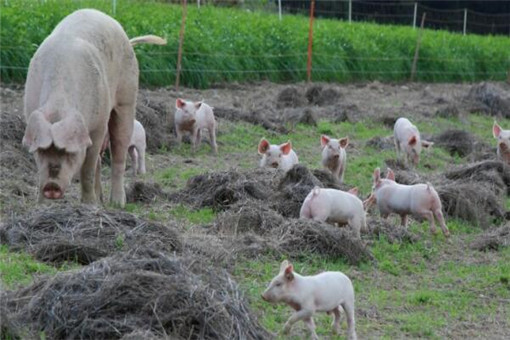 2020年下半年猪价走势如何？猪肉批发价格连续11周下降！