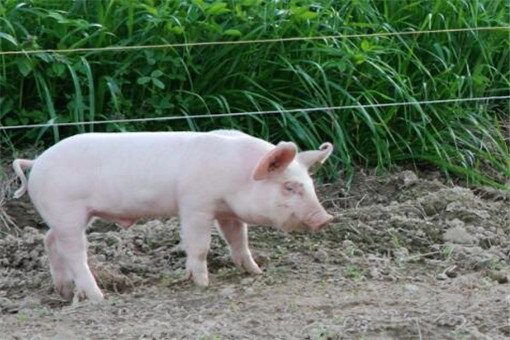 2020年下半年猪价走势如何？猪肉批发价格连续11周下降！