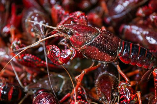 2020年小龙虾多少钱一斤？附小龙虾养殖技术！