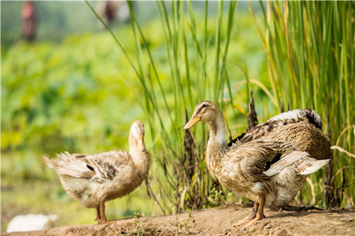 如何让鸭子多产蛋？养鸭喂料如何省钱又增收？怎么看鸭群？