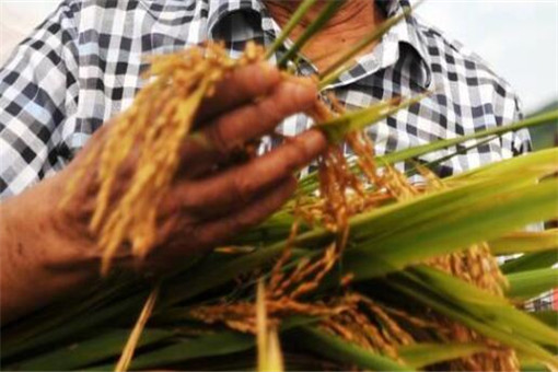 袁隆平获聘农民丰收节推广大使