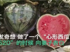 瓜农种心形西瓜520赠爱妻！心形西瓜怎么种出来的？如何判断瓜成熟？